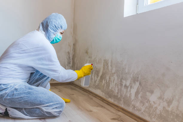 Licensed Basement Mold Remediation service in Angier, NC - Car Mold Remediation